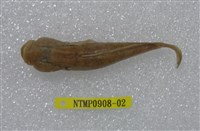 藏品(極樂鰕虎)的圖片